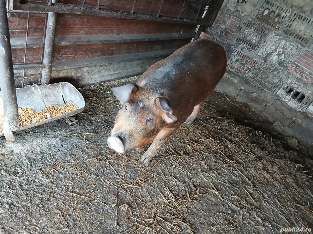 porc castrat de vanzare 