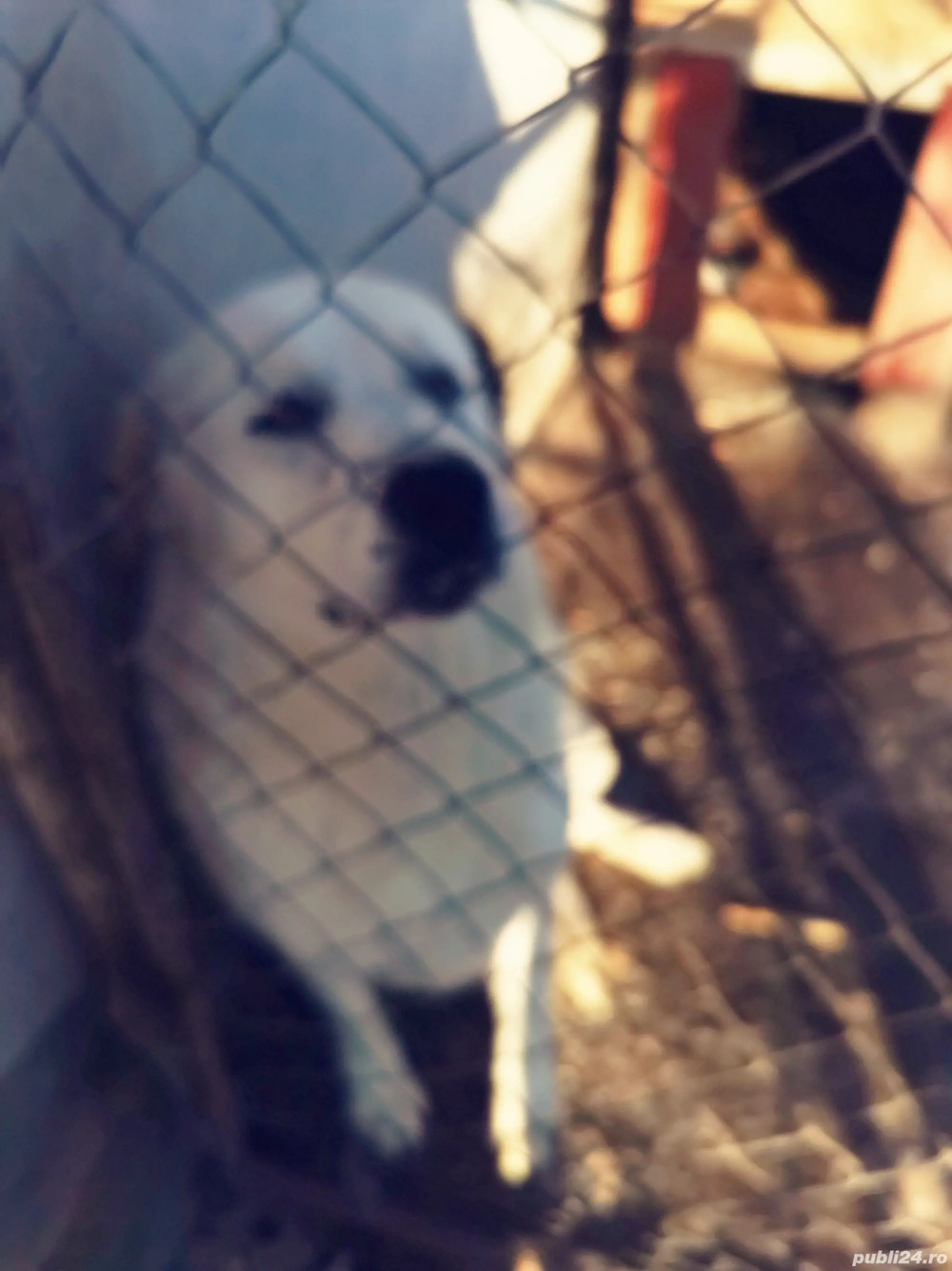 Donez Cane Asia Centrala