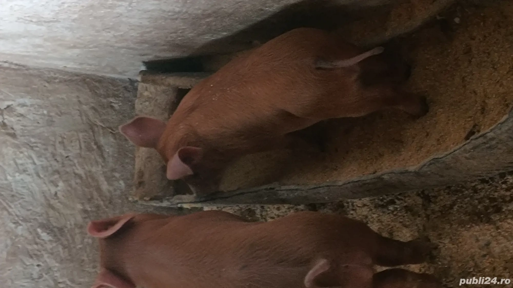 scroafă cu purcei