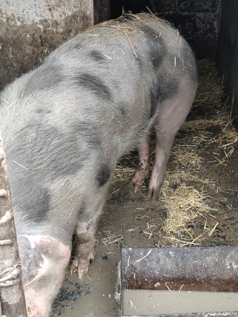 Scroafa pietran de vanzare