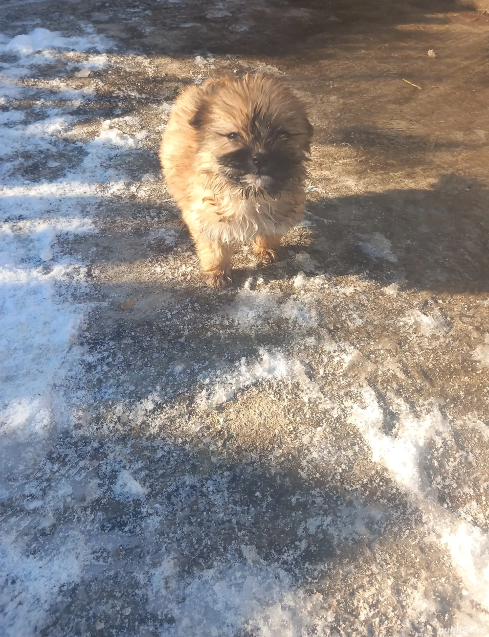 vand catelusi bichon