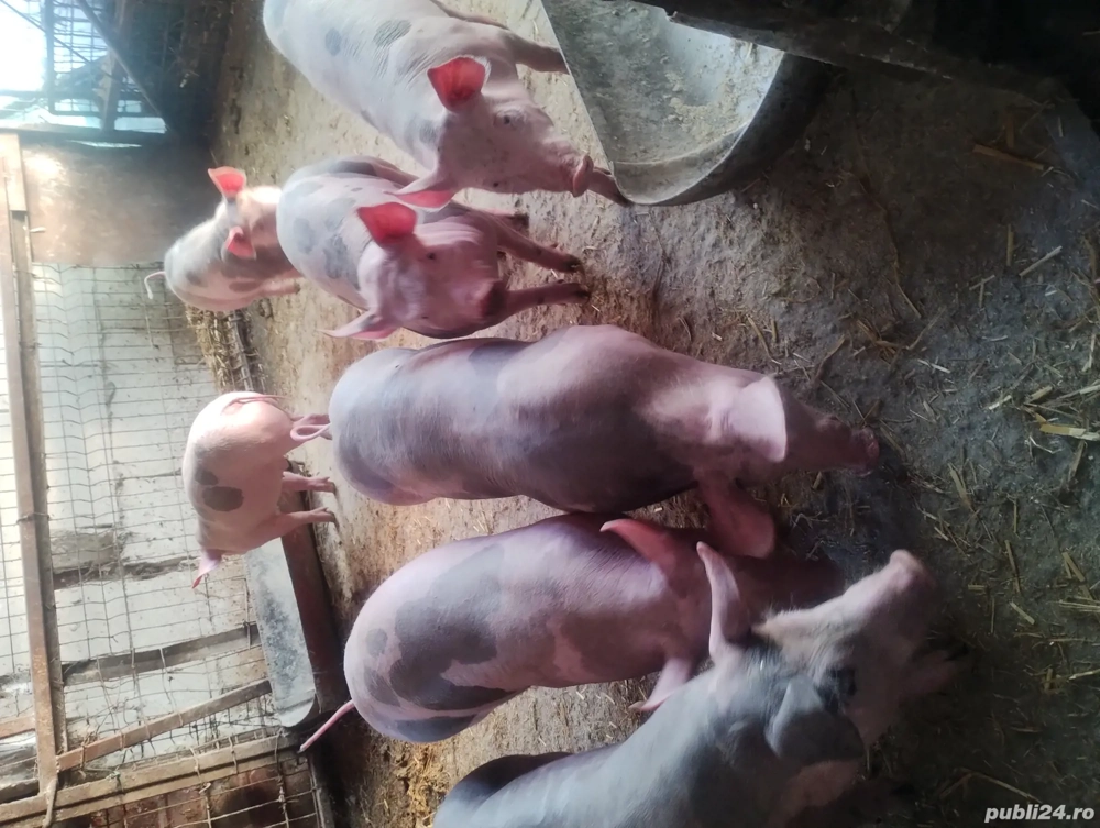 Purcei de vânzare în Vrancea comuna obrejita 