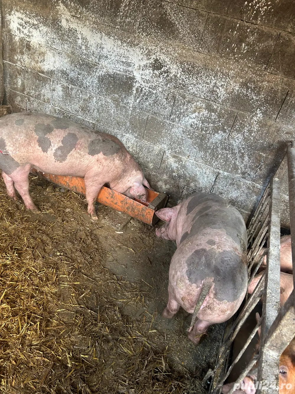 Vand purcele pietrain 90kg 