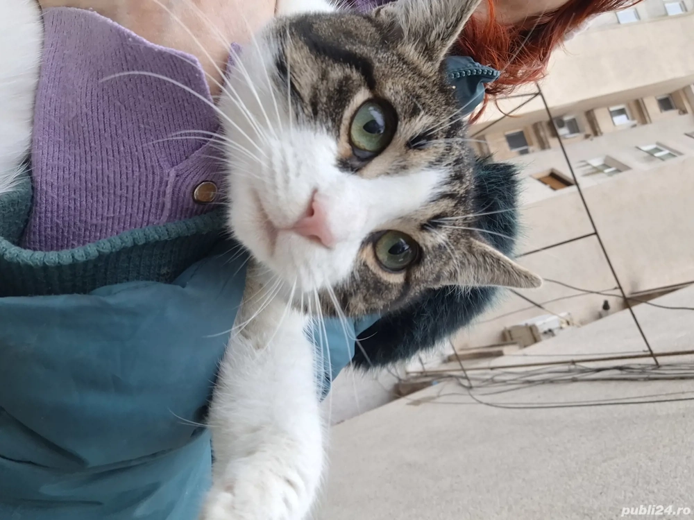 Bebisor un motanel tare bland  (Constanta)