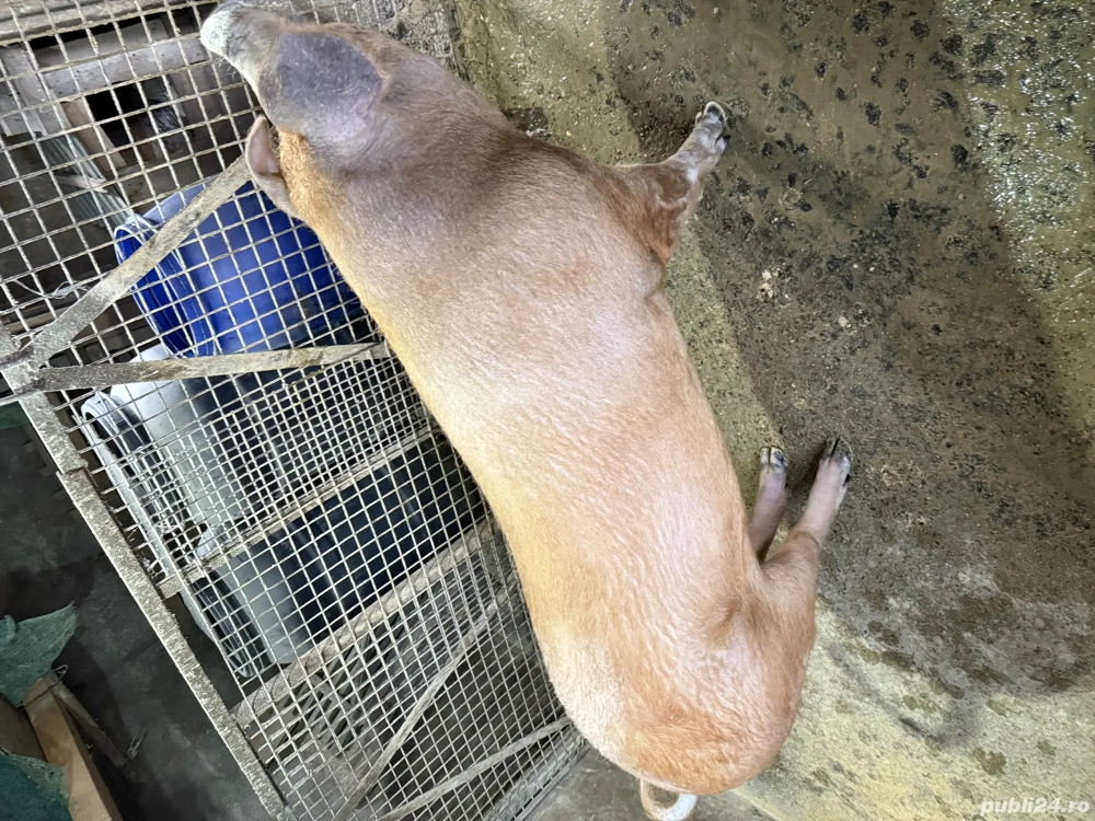 Porci de vanzare!!!!