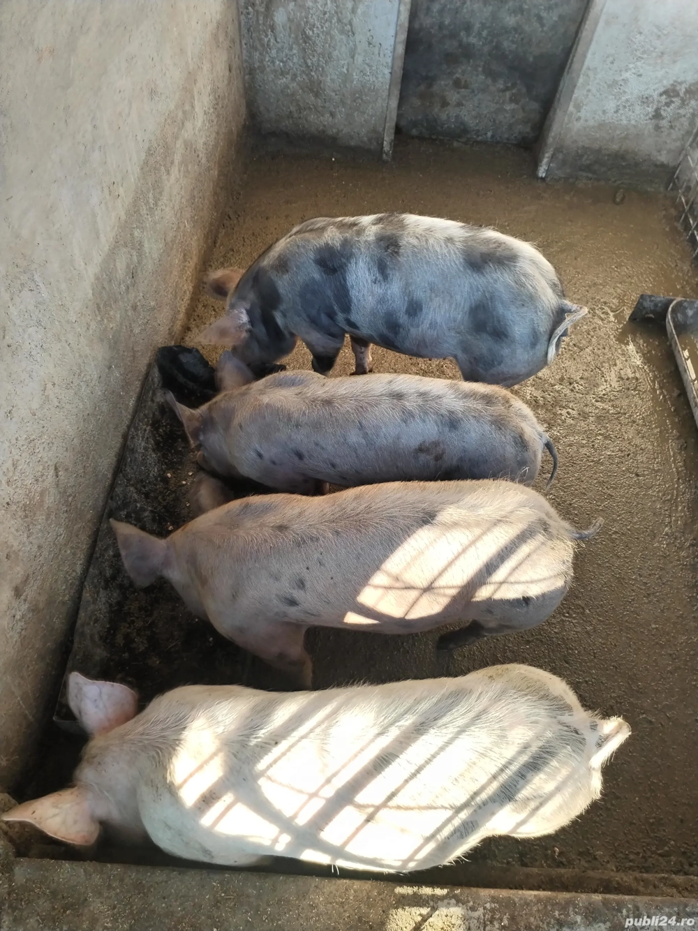 Vând purcei cu greutatea 50 - 60kg 