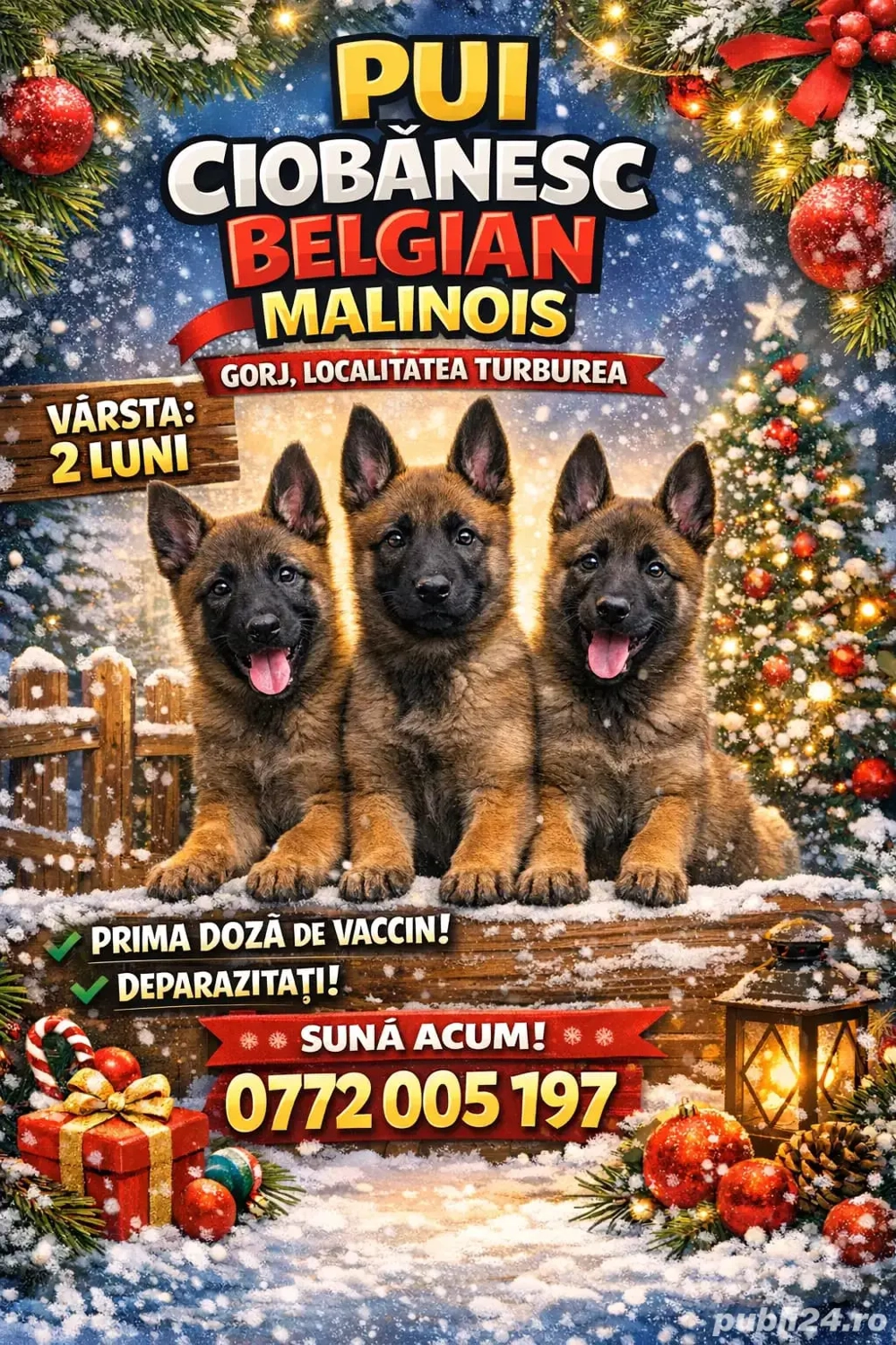catei ciobanesc belgian malinois 