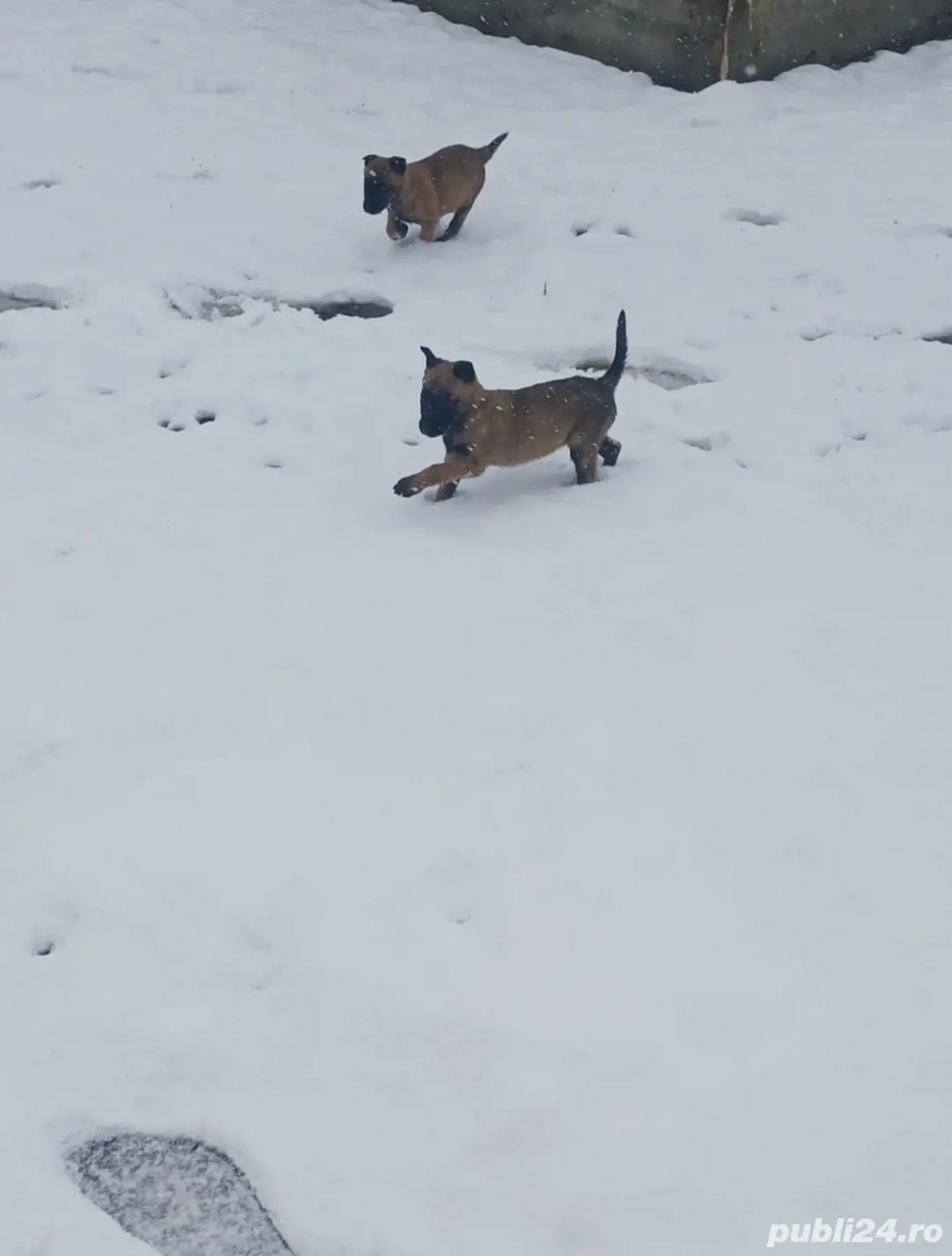 pui ciobanesc belgian malinois