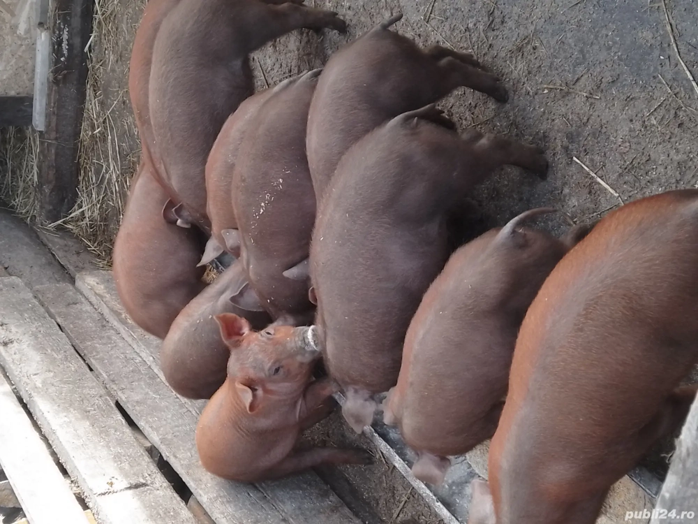 de vanzare grasunasi duroc rasa pura 3 mascuri si 7 purcele 