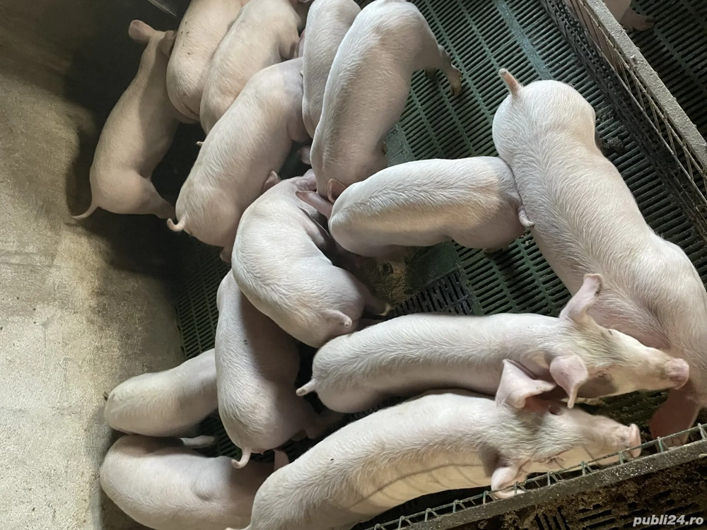 Purcei , soldani , Scrofite reproductie 