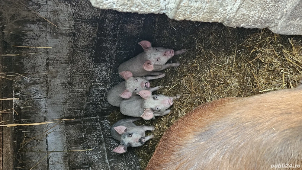 Vând purcei rasa Landras cu Petrean