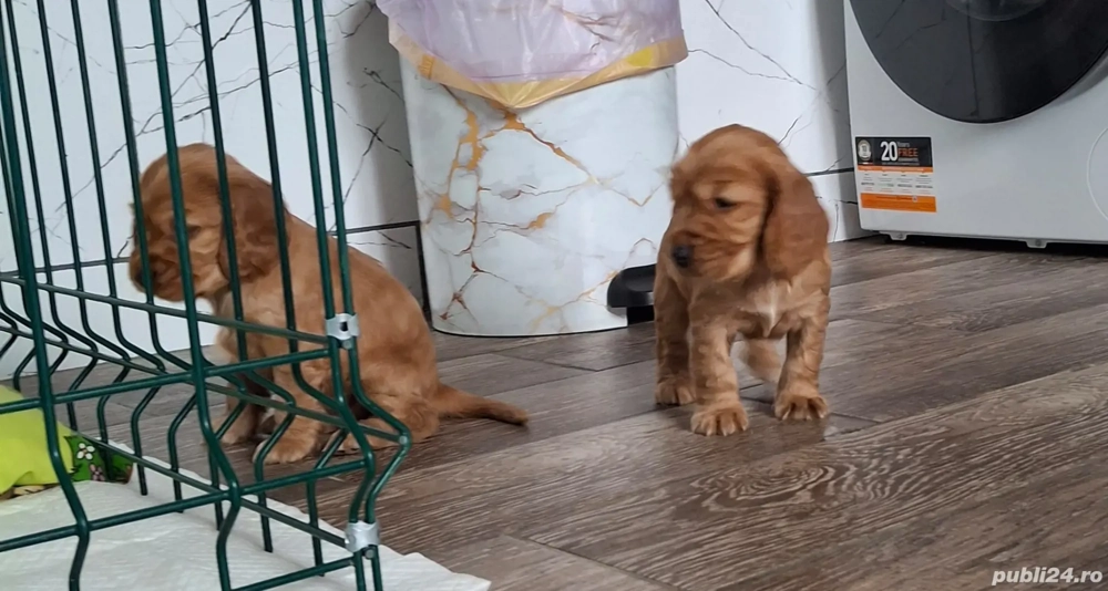 De vanzare  (ramasi un baiat si o fetita)