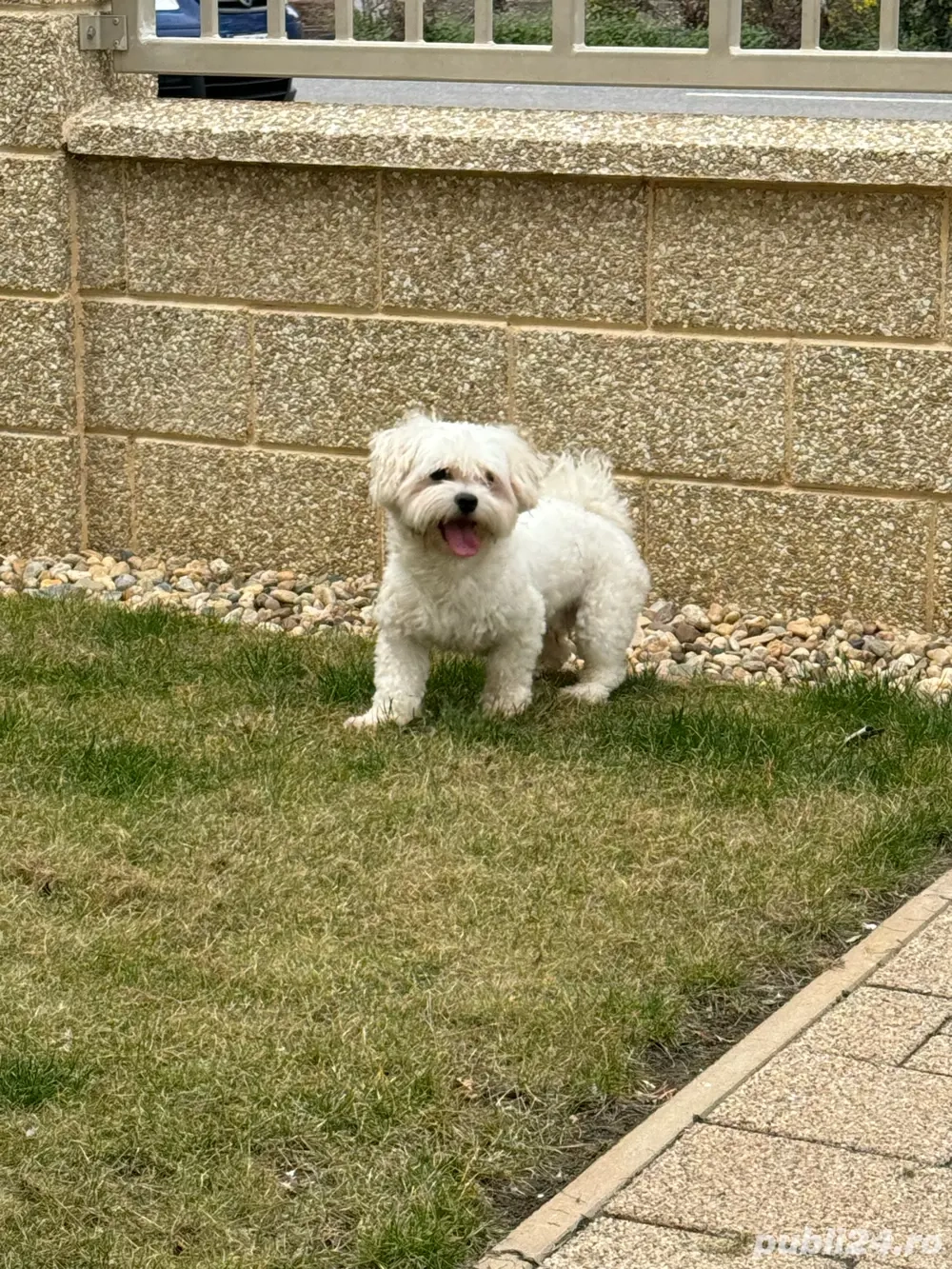 Mascul Bichon Maltez