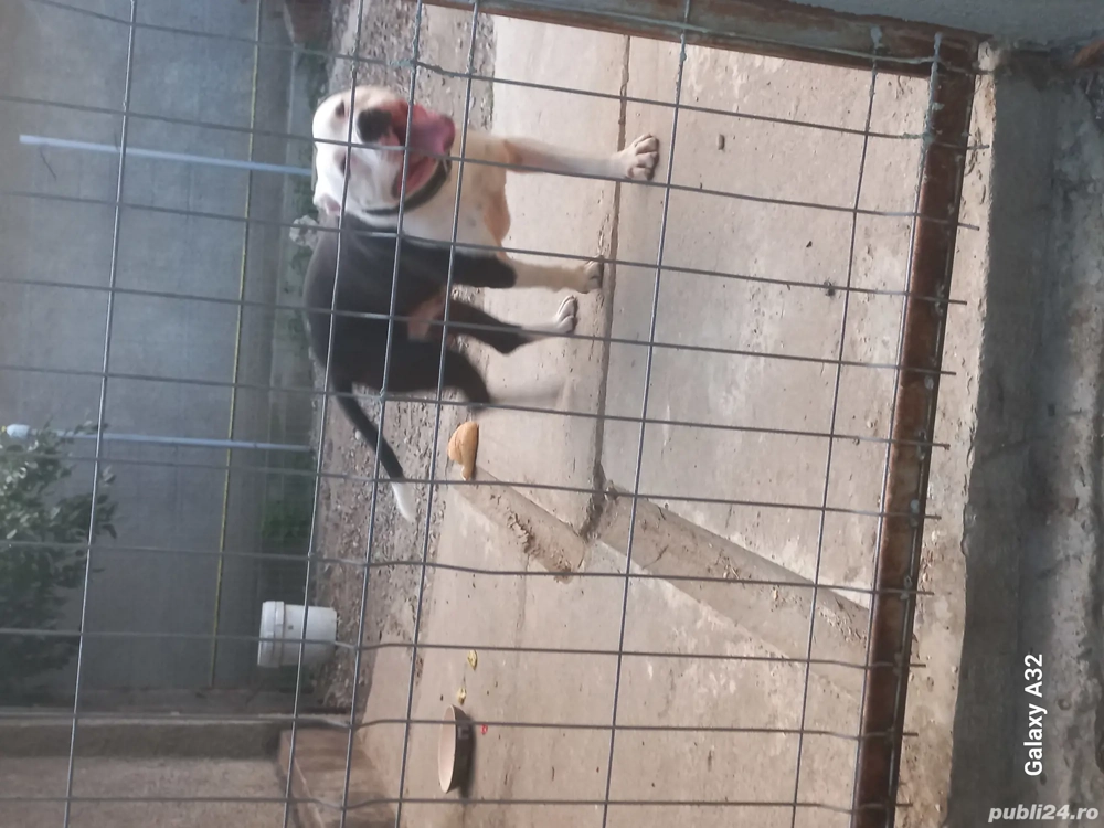 Caine amstaff cauta partenera