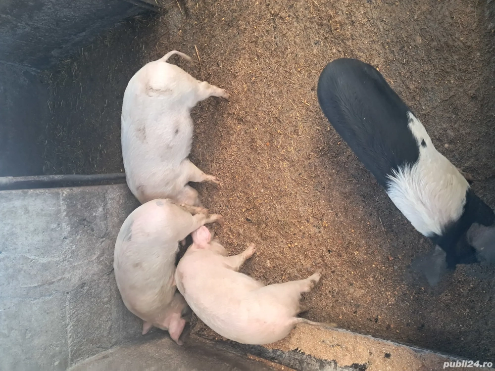 Vand soldani 30 35 kg