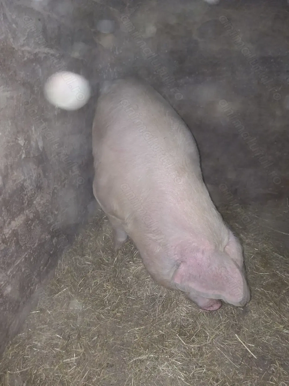 Vand porc de carne,rasa marele Alb