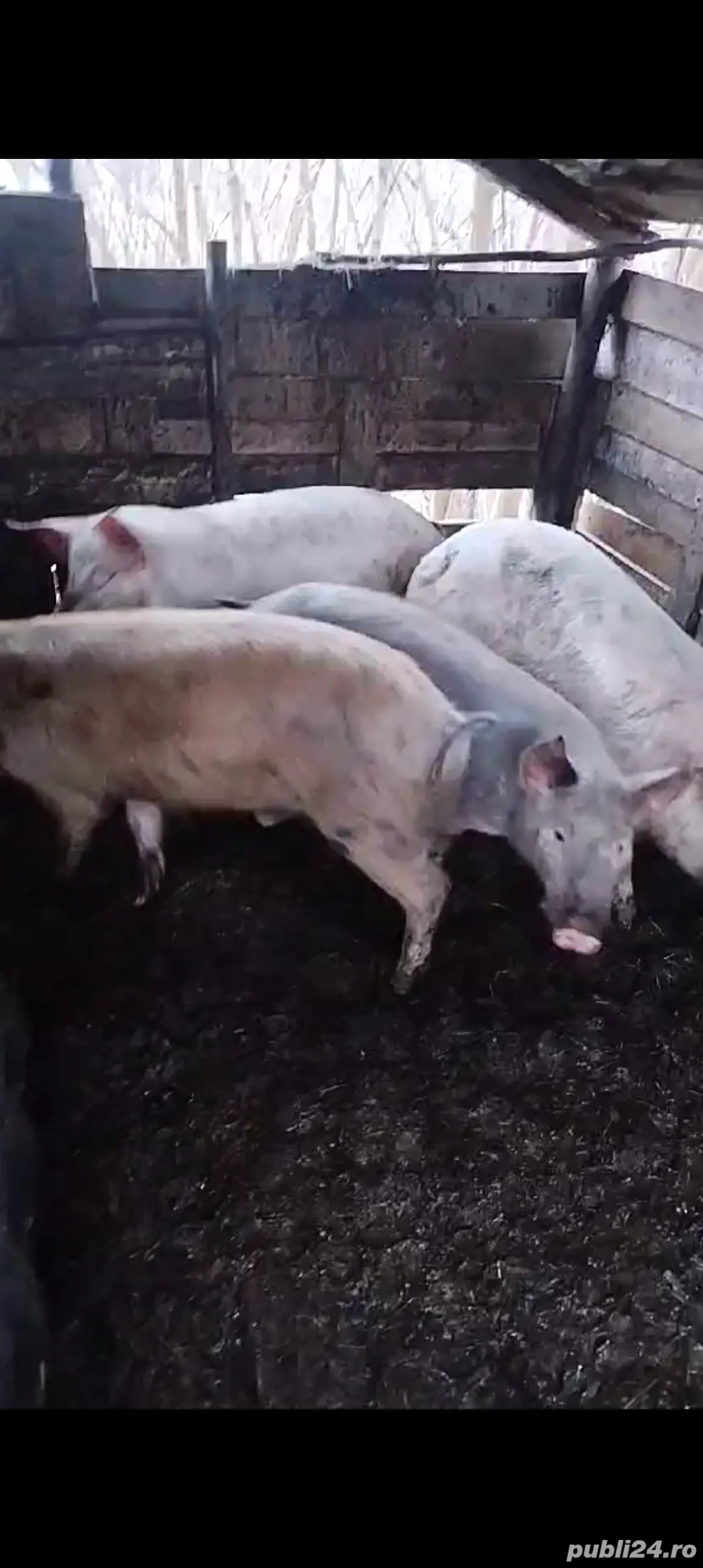 Vand porci tineri la taiat sa de tinut 