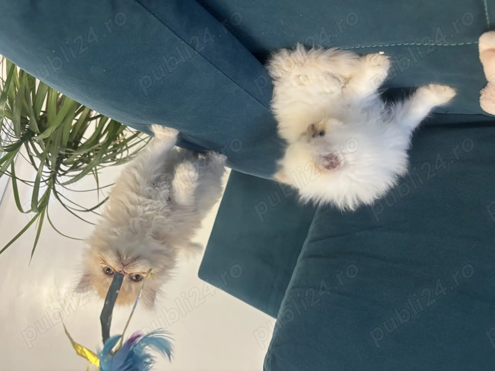 Pui pisică persană 
