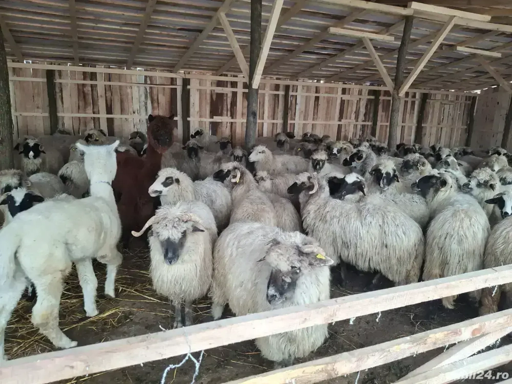 Oi de vânzare 