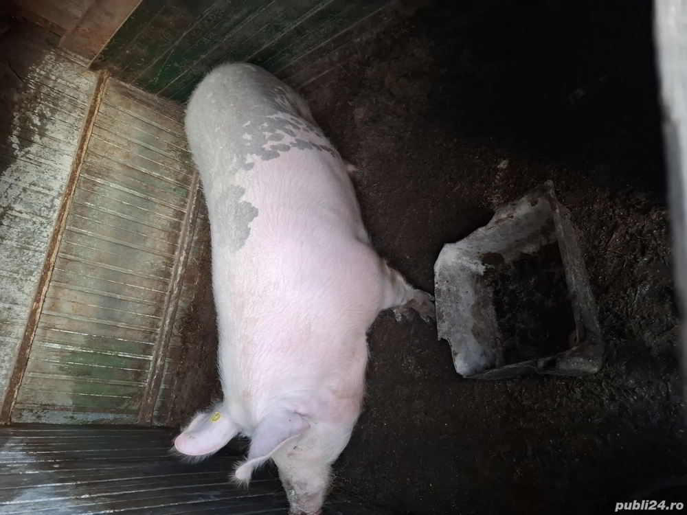 Vand scrofite 200 kg