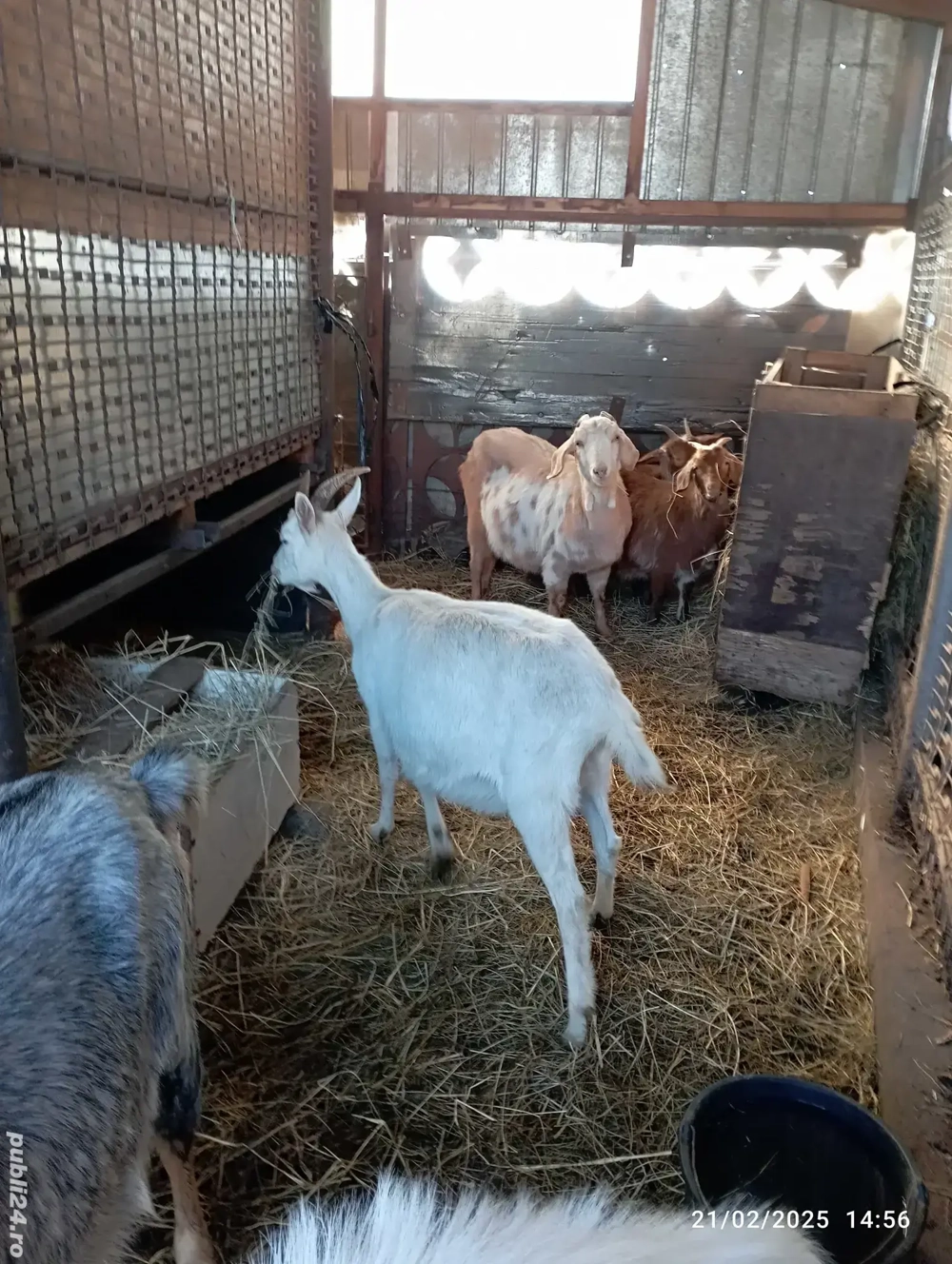 Vând doua capre gestante 