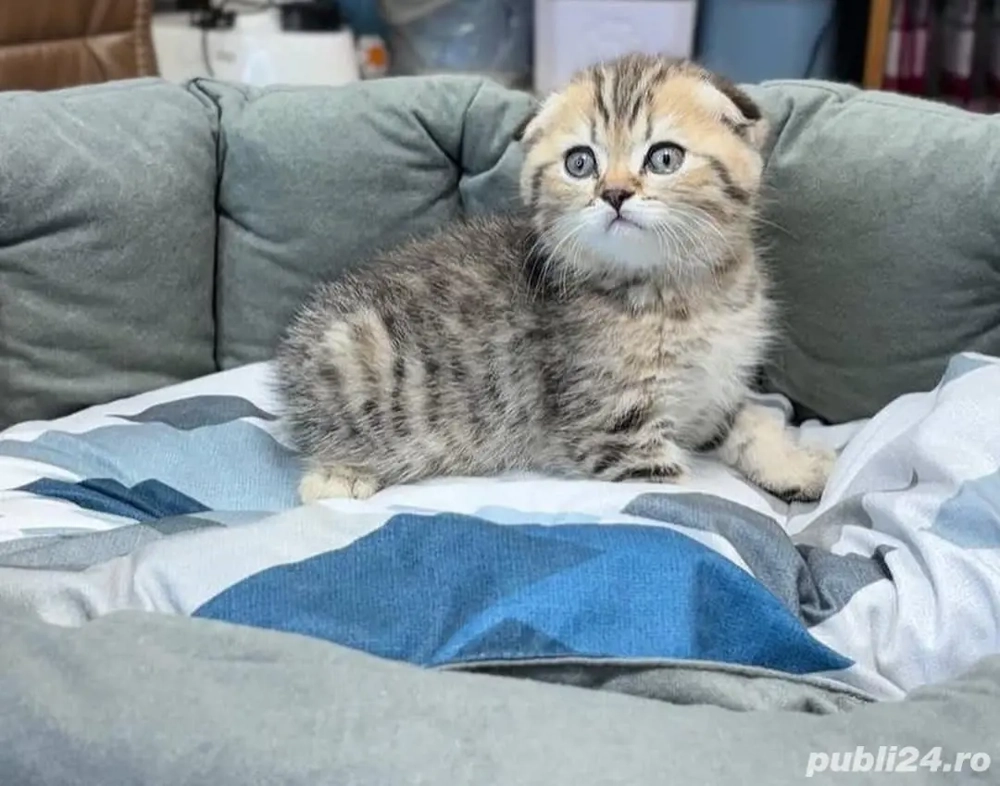Scottish Fold fetita si baetel 