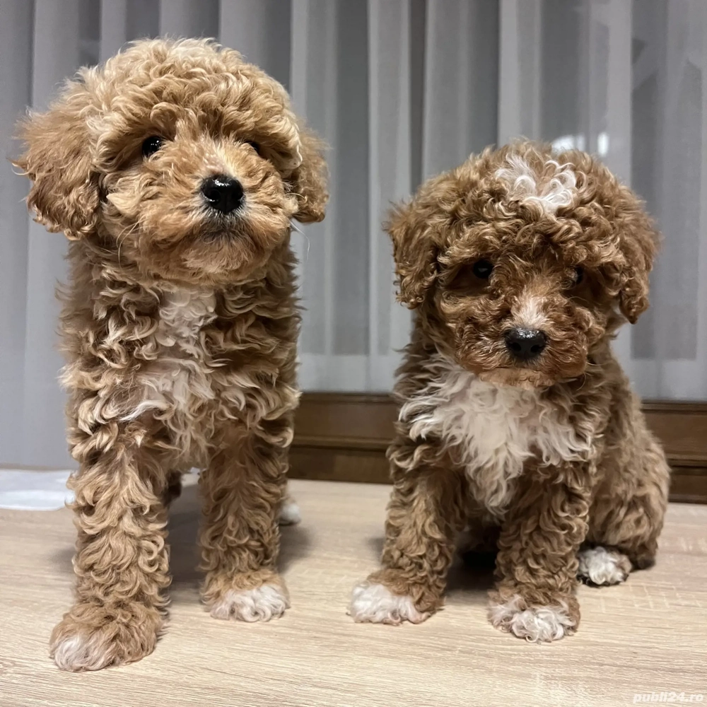 Puii pudel   caniche   rosu  roscat   poodle   maltipoo