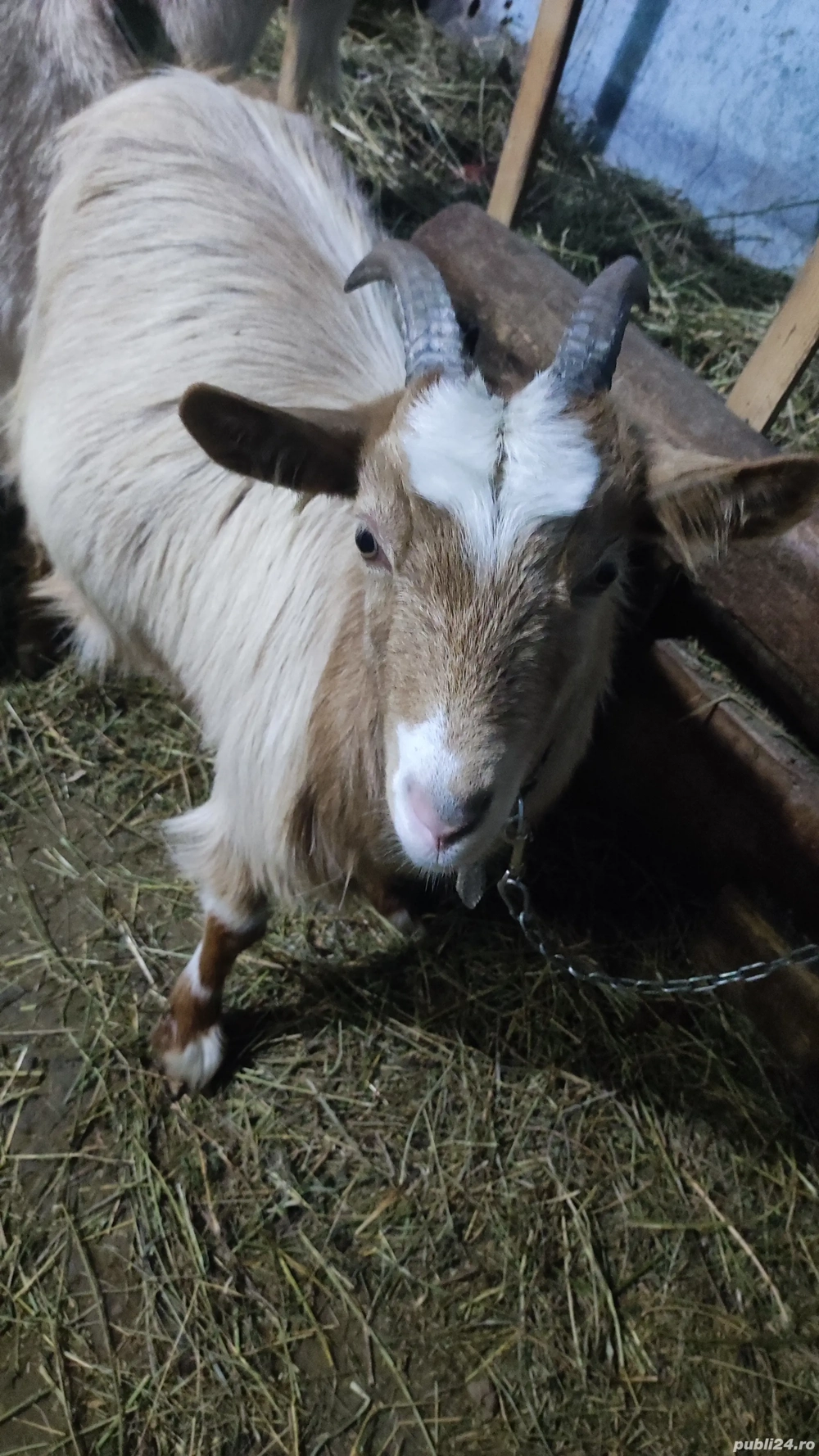 Vând o ieduță de 1 an gestantă 