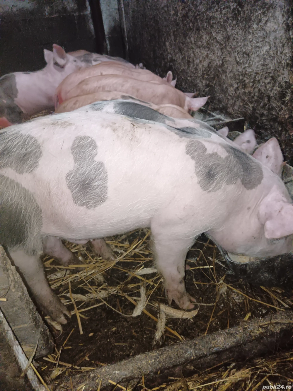 Purcei rasa Pietran si Duroc 