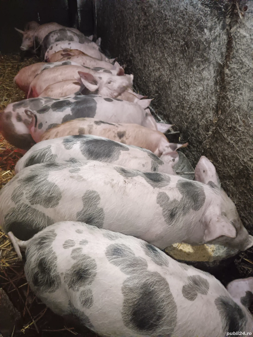 Purcei rasa Pietran si Duroc 