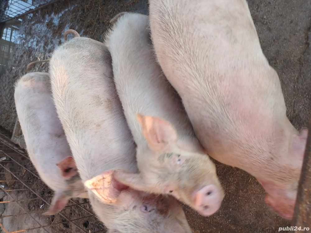 porci de vanzare 