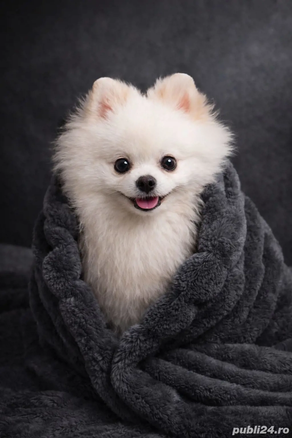 Pomeranian Mini Toy - 8 săptămâni 