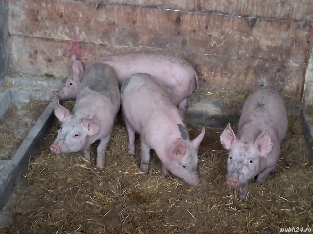 vând 4 purcei de  10 săptămâni 