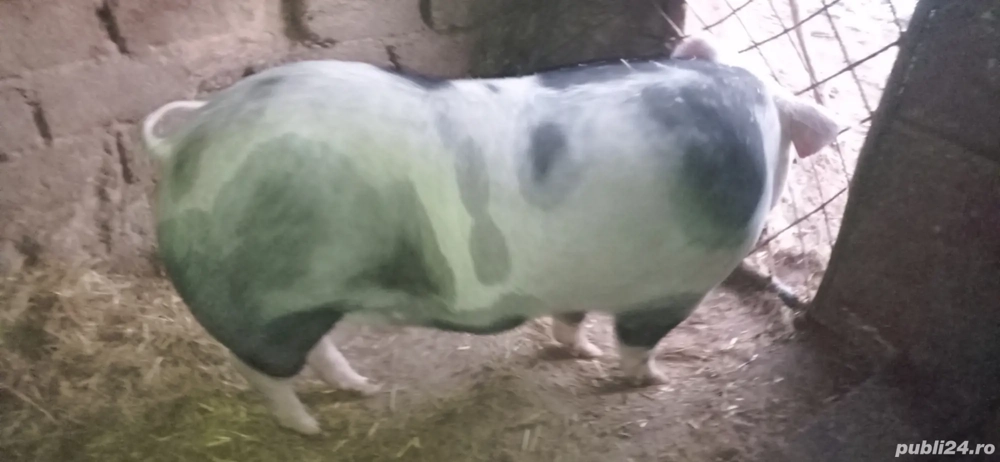 Vând 1 vier și 2 purcele pietran