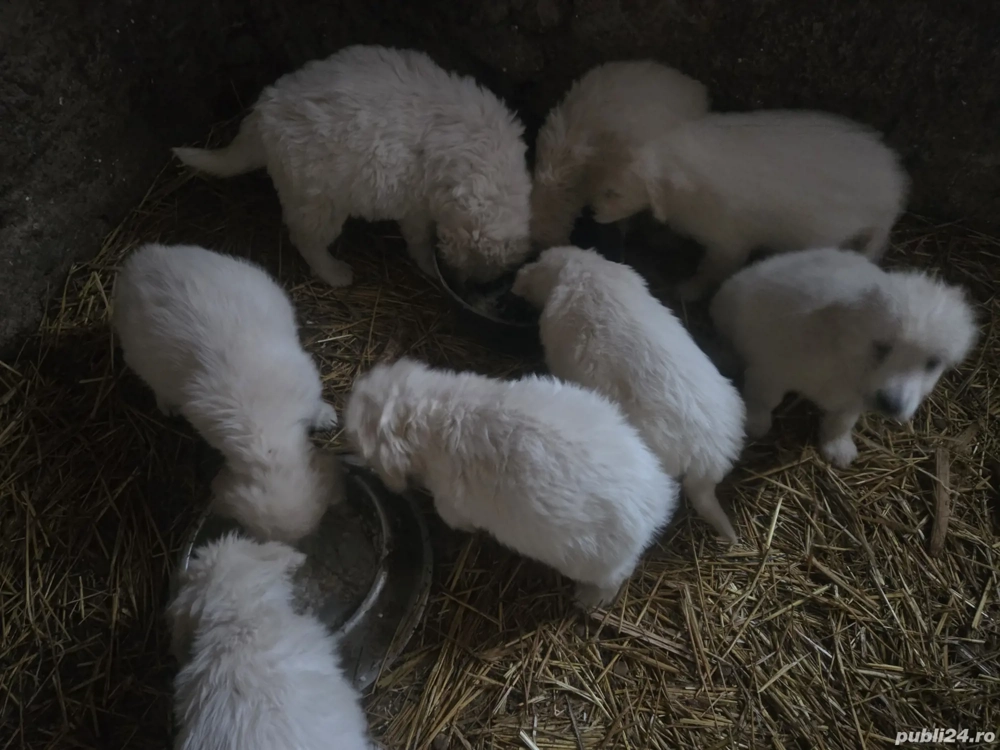 Cadou de un an nou si fericit