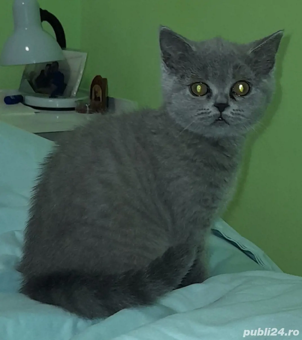 Vând pui pisică british 