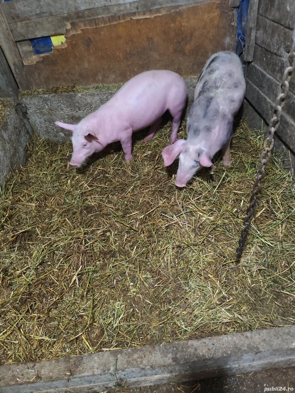 Vând scrofițe 
