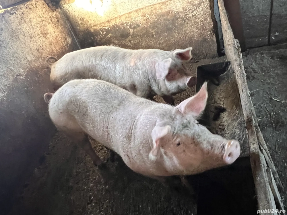 Porci de vanzare. Aproximativ 130-150 kg bucata. Pret 15 lei kg taiat la gat sau viu. 