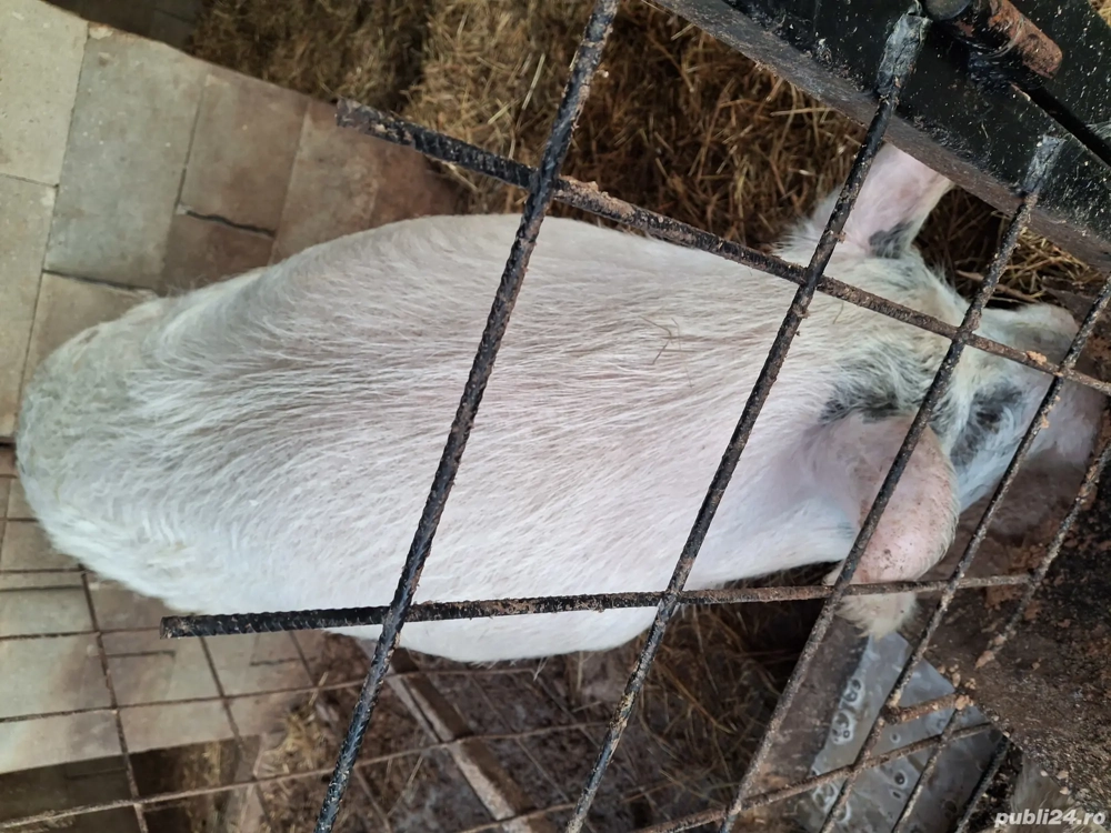 Vând vier marele alb 