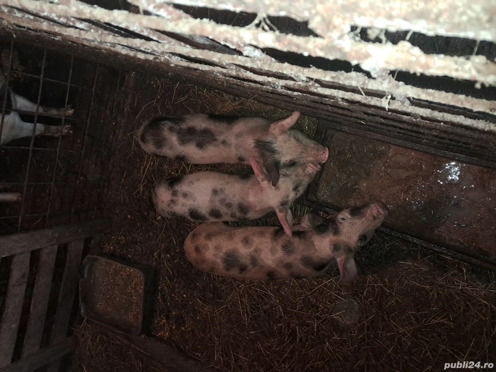 Purcei pietrean de vânzare 