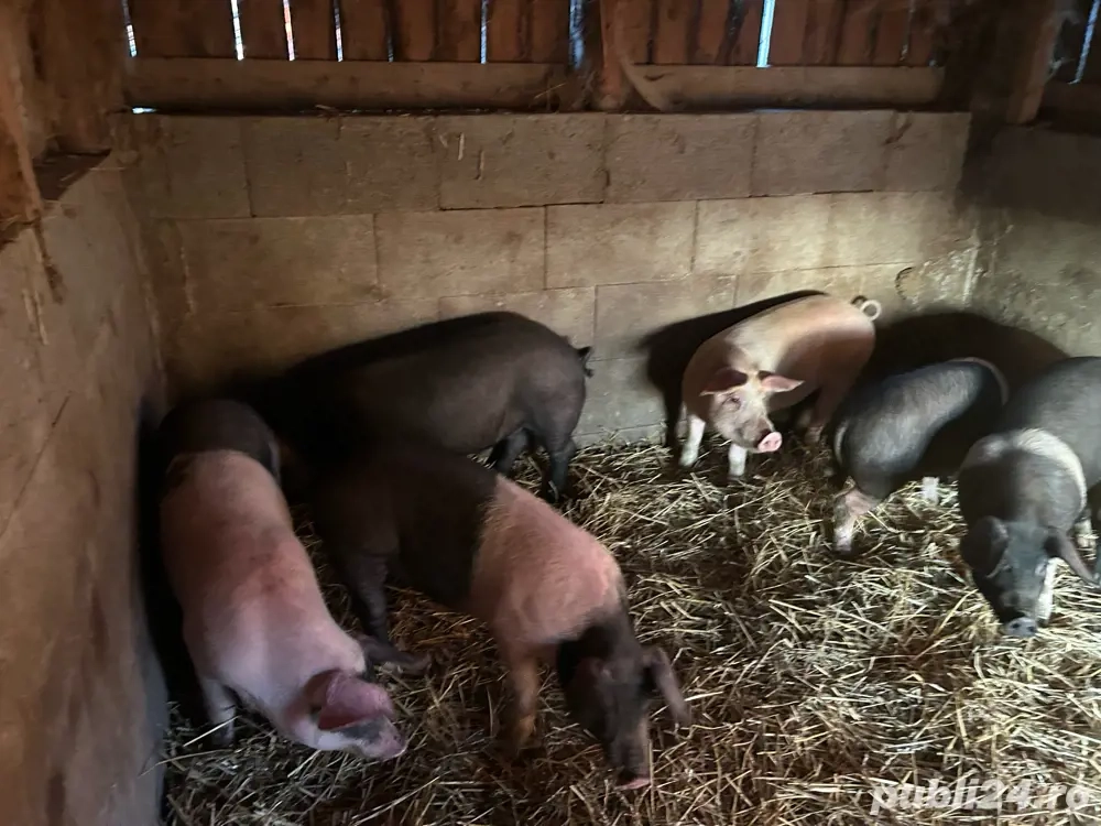 disponibil soldanei de bazna cu duroc 