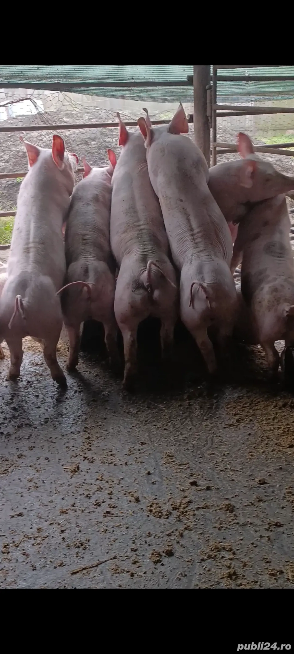 purcei pietrain 40 kg