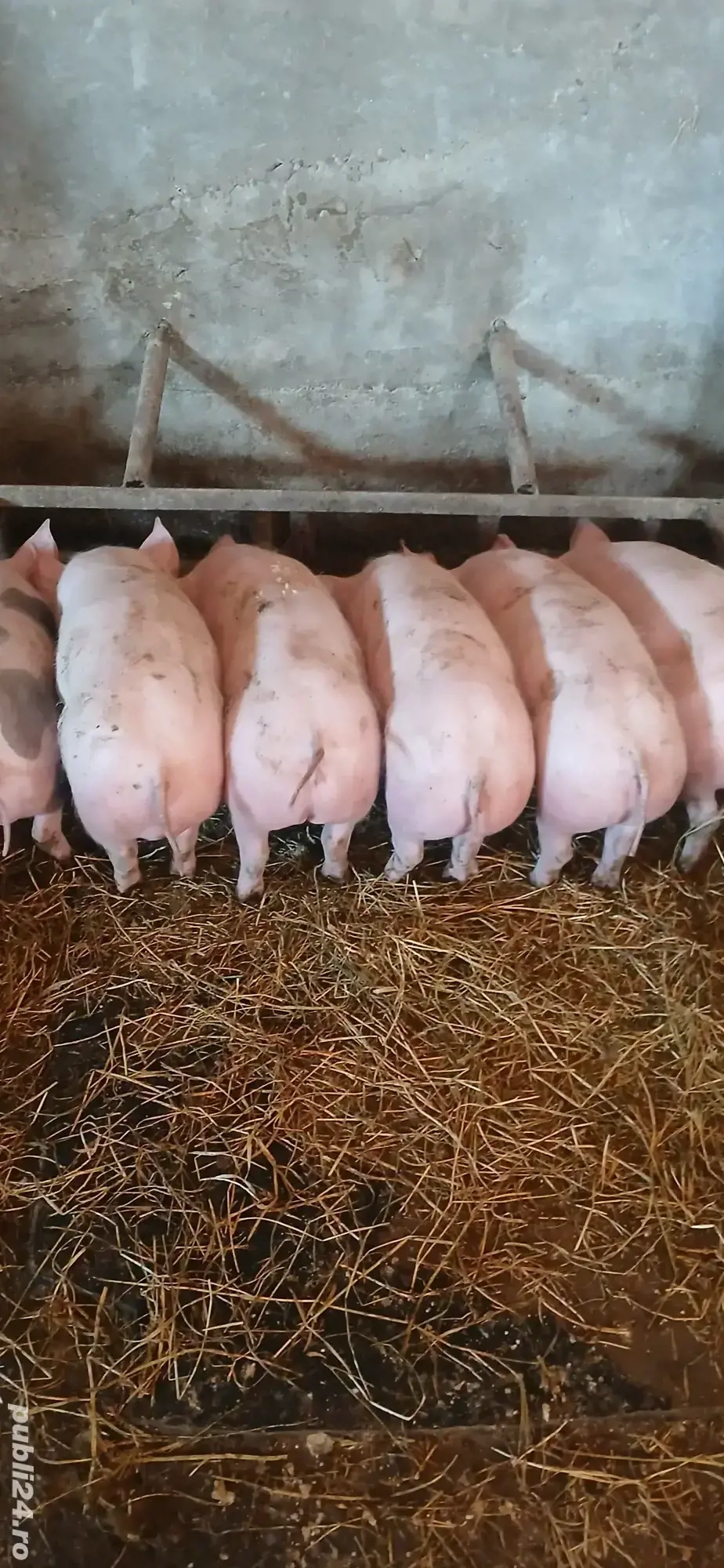 Purcei Pietrean de vânzare