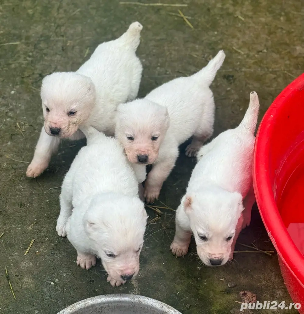 de vanzare catei ciobanesc de asia centrala