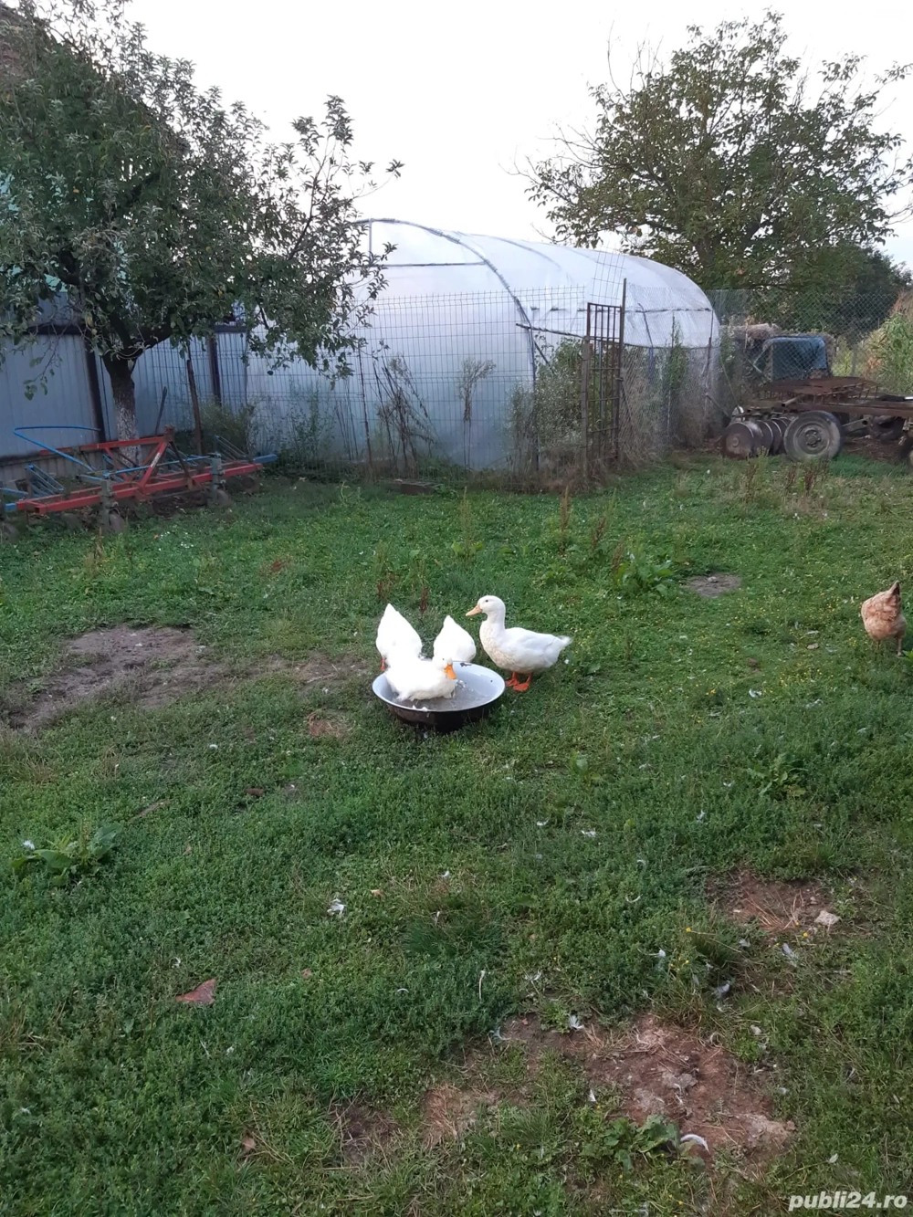 3 rațe + 1 rățoi de carne 