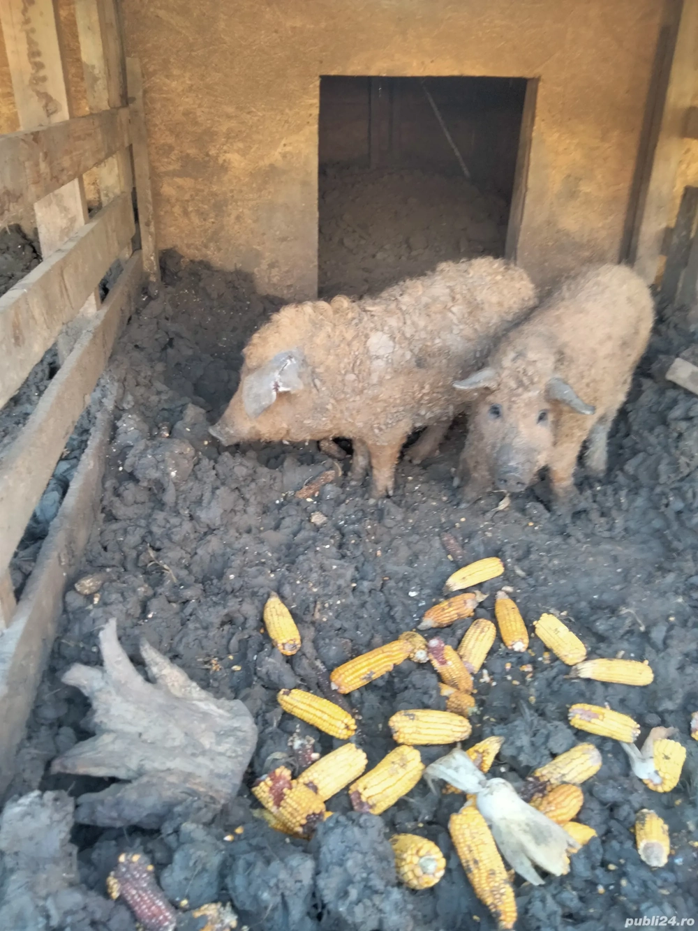 vând un vier mangalița 