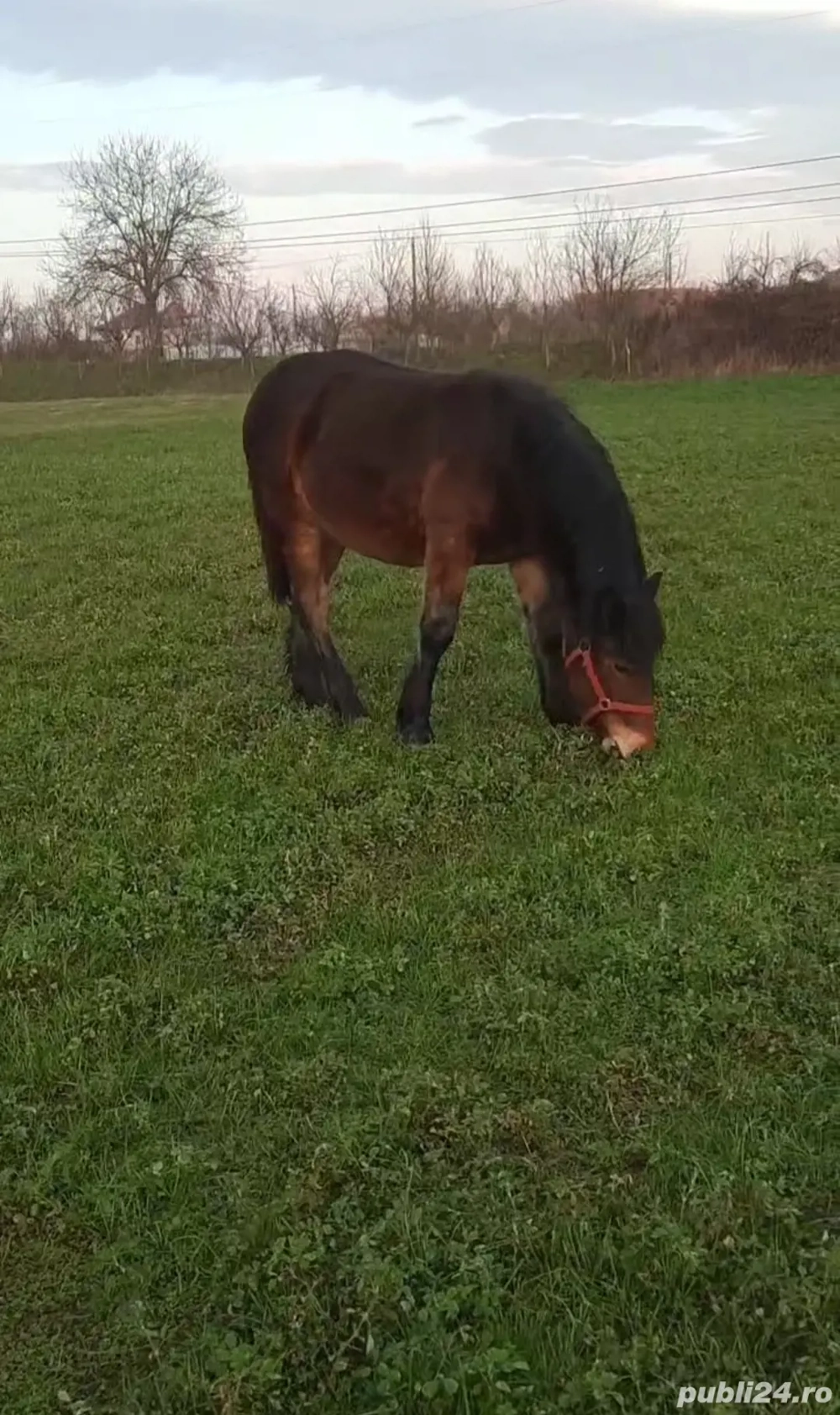   Mânză 7 luni (iapă nu armăsar)  