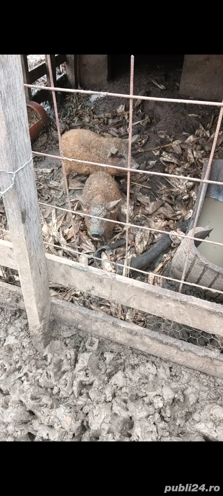 vând doi purcei mangalița 