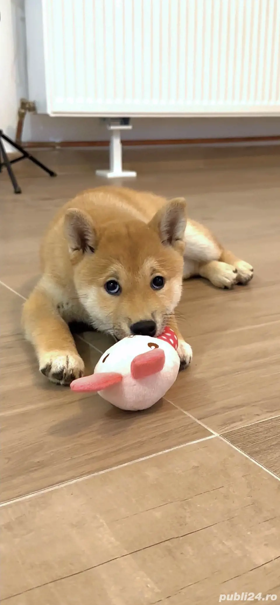 Fetita Shiba Inu