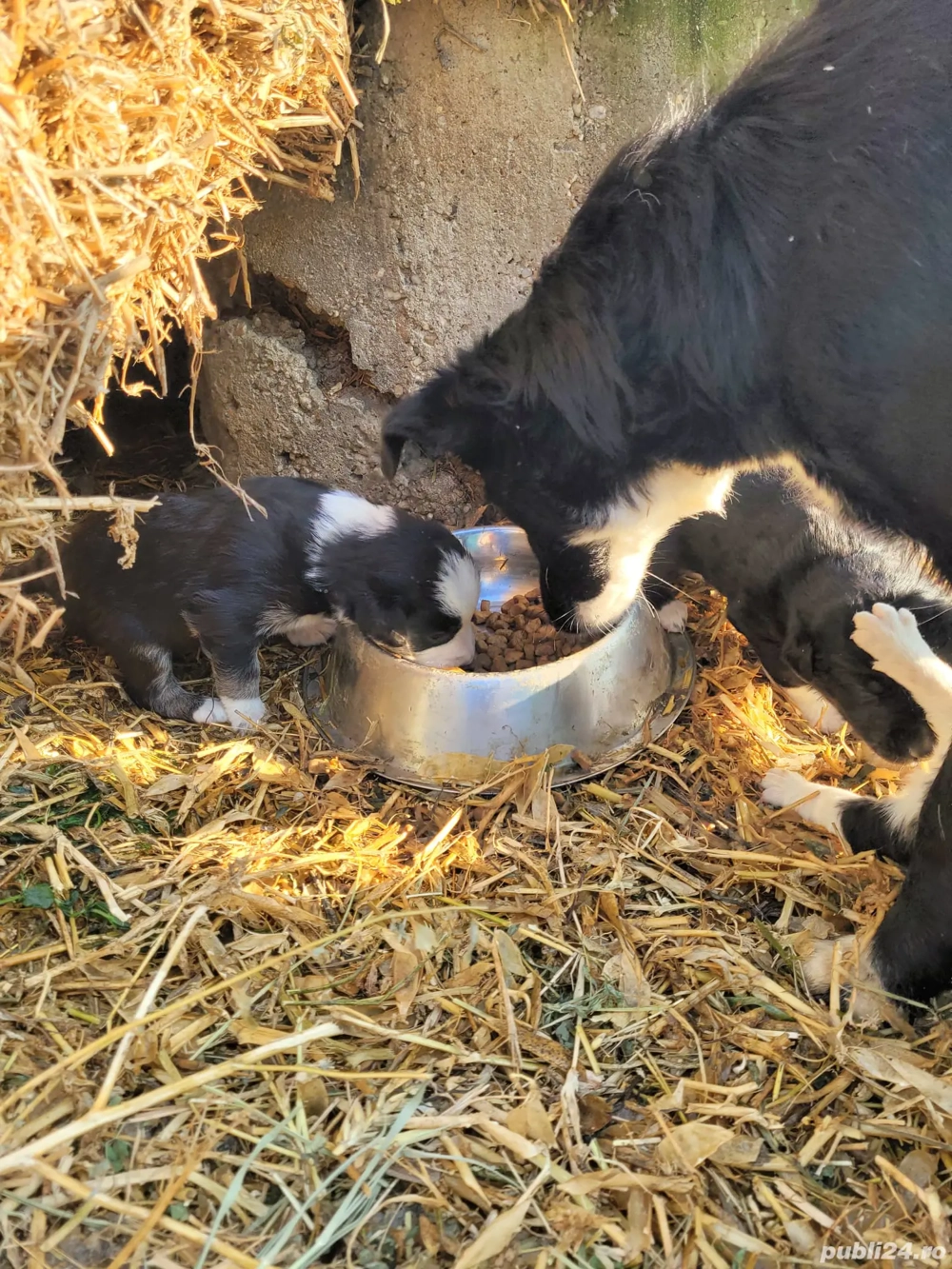 Donez 6 catelusi border collie mix